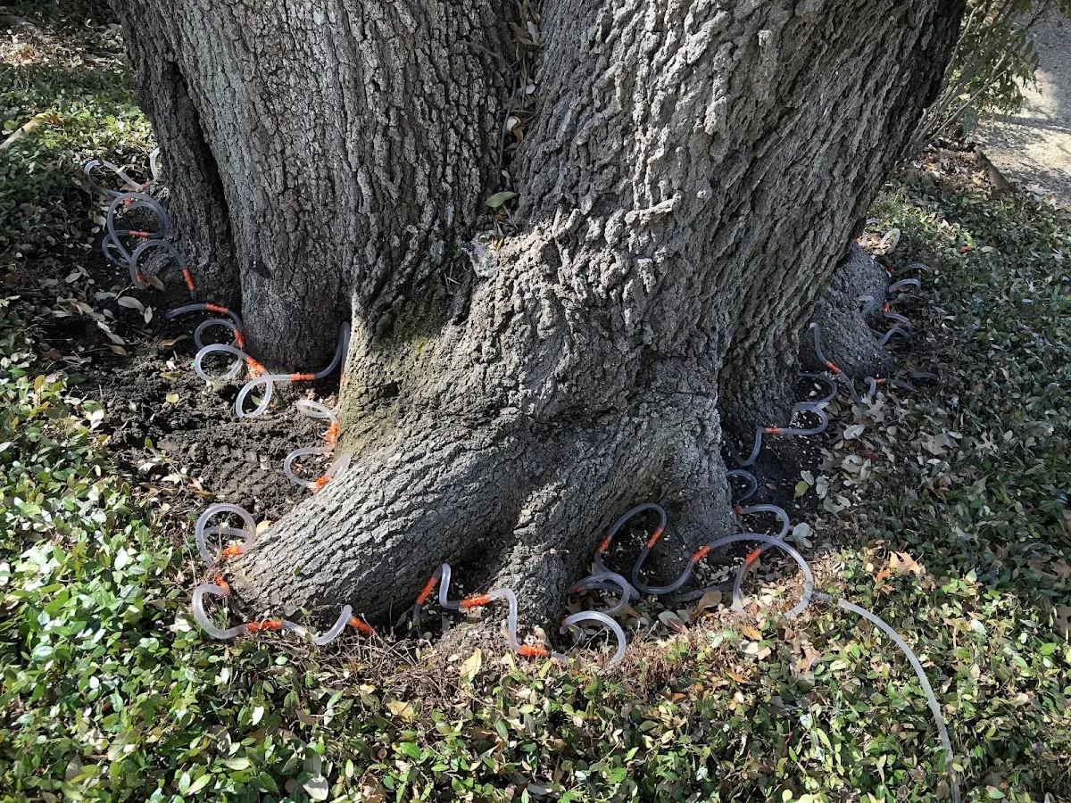 Detailed Tree Cabling and Bracing job site in Gila